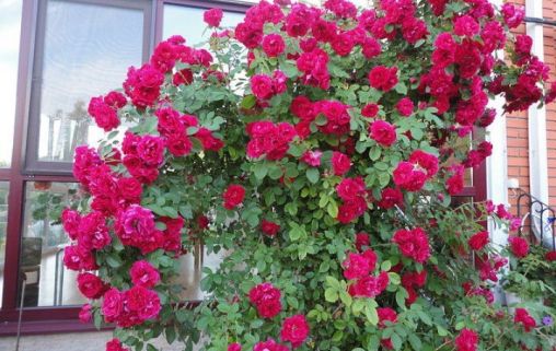 Забота о родителях